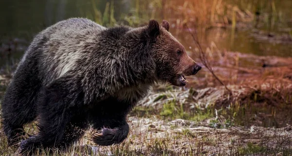 Grizzly Bear Roaming Yellowstone National Park Spojené Státy — Stock fotografie
