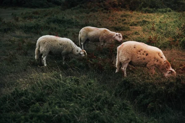 Sheep Grazing Field — Stock Photo, Image
