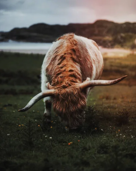 Шотландский Горный Теленок Поле — стоковое фото
