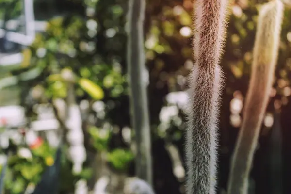 カナダのバーリントンにあるロイヤル植物園のサボテン — ストック写真