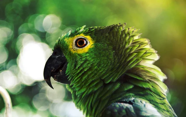 Närbild Grön Papegoja — Stockfoto