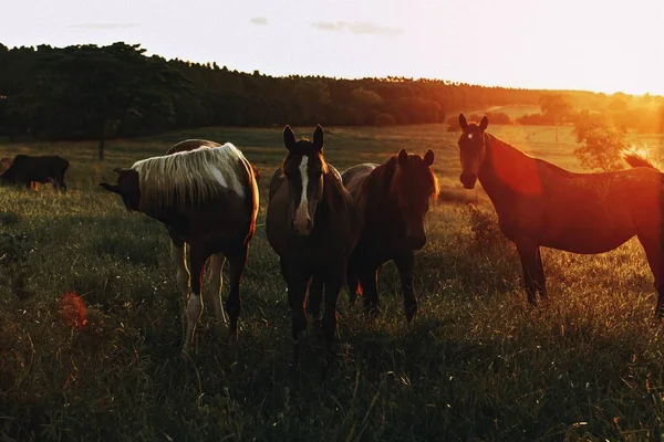 Hästar Gyllene Fält Belo Horizonte Brasilien — Stockfoto