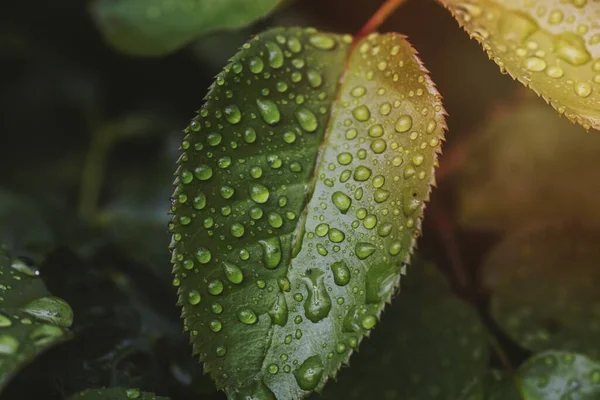 Крупный План Зеленых Листьев Капельками После Дождя — стоковое фото