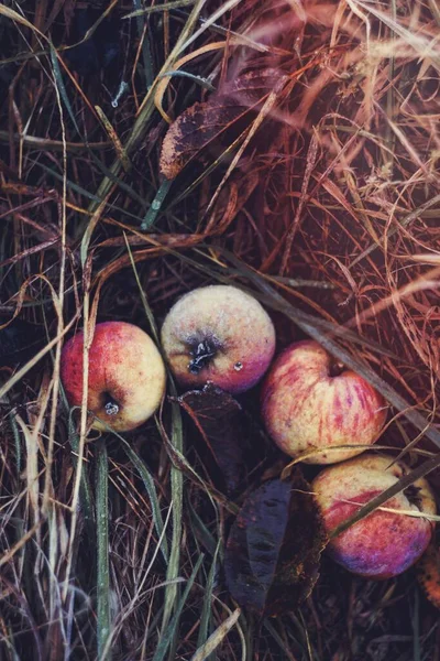 Appels Grond — Stockfoto