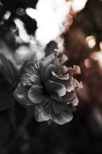 Bir Çiçeğin Siyah Beyaz Yakın Çekimi — Stok fotoğraf