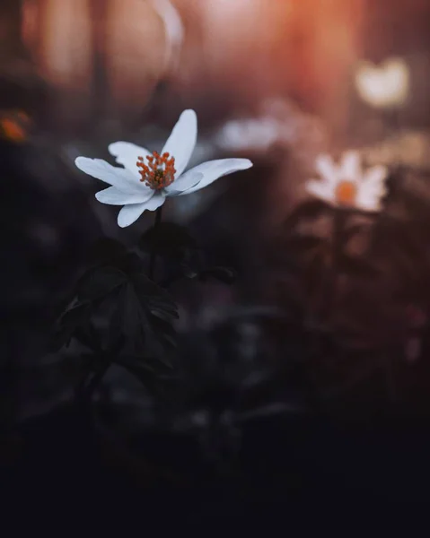 ดอกไม าในป าของเดอ เอนซ ประเทศเยอรม — ภาพถ่ายสต็อก