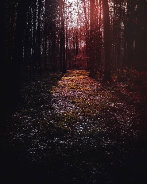 Солнце Светит Сквозь Деревья Вайхинген Дер Энц Германия — стоковое фото