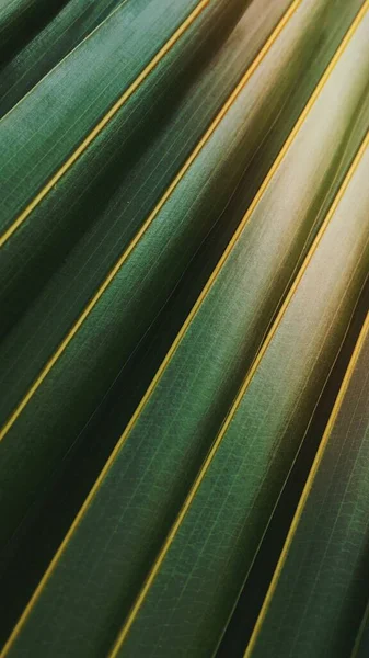 Zielony Liść Tropikalny Iphone Tapety — Zdjęcie stockowe