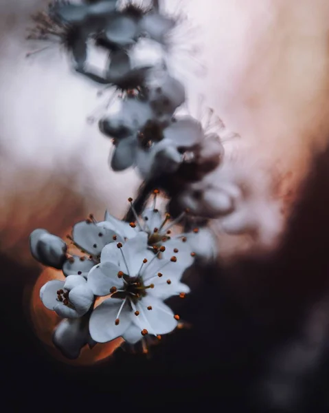 ดอกไม ใบไม ในดอกไม Ensinger See เยอรม — ภาพถ่ายสต็อก