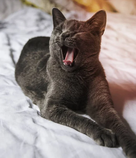 Zívající Šedá Kočka Posteli — Stock fotografie