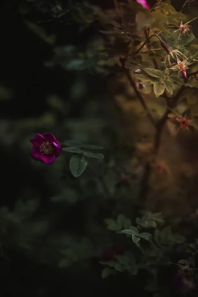Квітучий Хіп Троянди — стокове фото