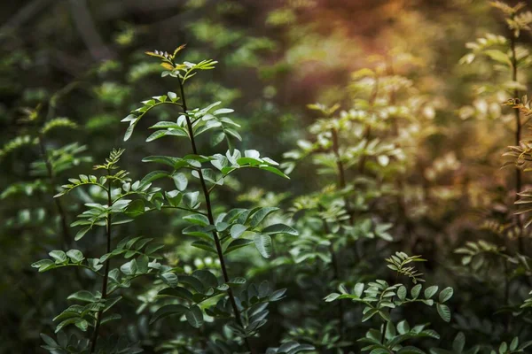 新鮮な緑の自然植物屋外 — ストック写真