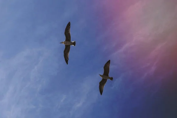 Zwei Möwen Fliegen Den Himmel — Stockfoto