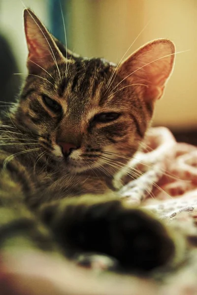 Gato Doméstico Sonolento — Fotografia de Stock