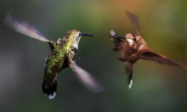 Két Kolibri Harcol Levegőben — Stock Fotó