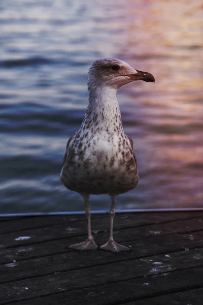 European Seagull Water — Stock Photo, Image