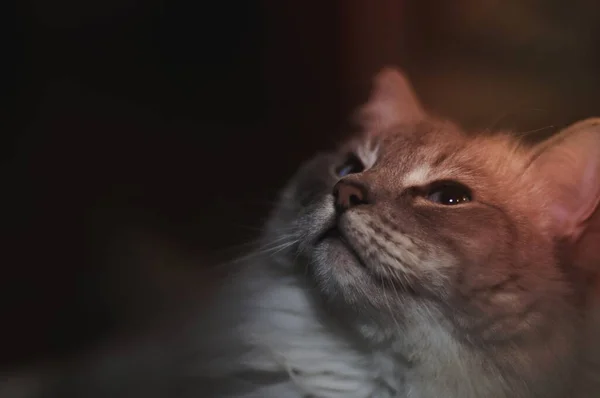 Nærbilde Katt Som Ser Opp – stockfoto