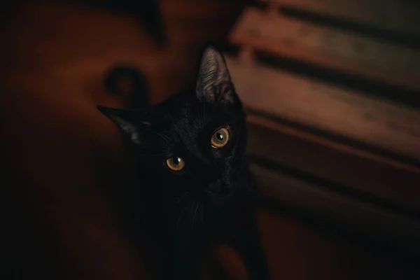 Simpatico Gatto Nero — Foto Stock