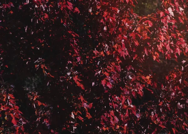 Rote Blätter Harris Park London Kanada — Stockfoto