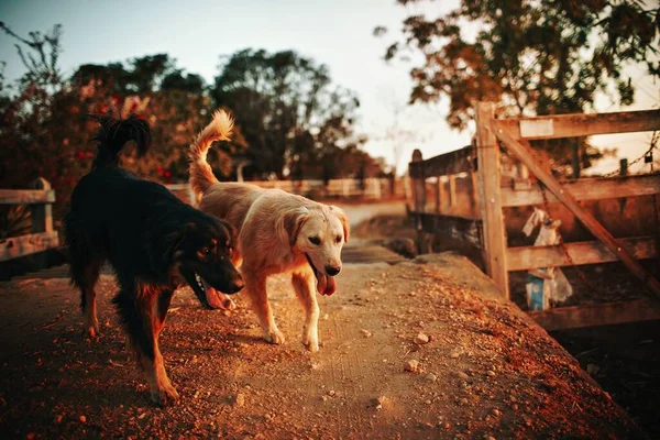 Perros Una Granja Belo Horizonte Brasil — Foto de Stock