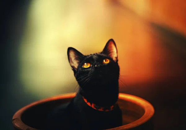 Симпатичная Чёрная Кошка — стоковое фото