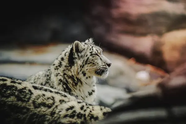 動物園の雪のヒョウ — ストック写真
