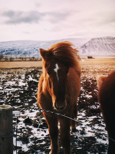 Καφέ Άλογο Στο Ύπαιθρο Κατά Διάρκεια Του Χειμώνα — Φωτογραφία Αρχείου