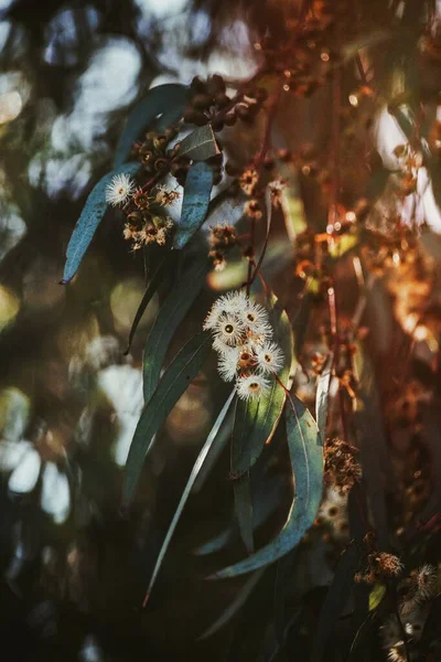 ユーカリの黄色のボックスの背景植物写真 — ストック写真