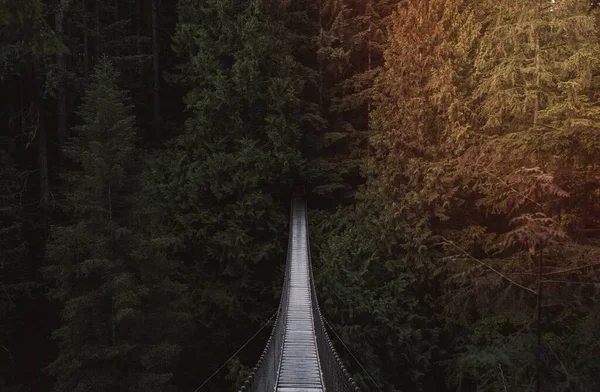 Ormanın Üzerinde Asılı Köprü Manzarası — Stok fotoğraf