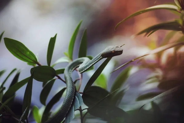 Küçük Yeşil Ağaç Yılanına Yakın Çekim — Stok fotoğraf