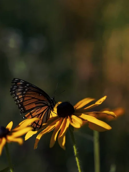 Monarcha Motýl Žlutém Sedmikrásce — Stock fotografie