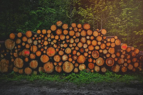 Carbon Neutral Firewood Hintersee Ramsau Bei Berchtesgaden Alemanha — Fotografia de Stock