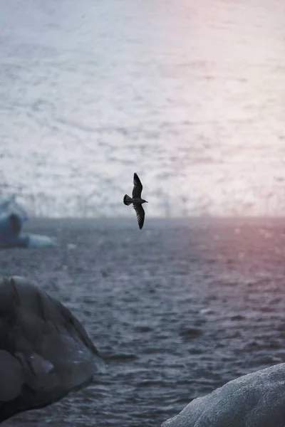 Pájaro Glaciar Volando Sobre Iceberg Islandia —  Fotos de Stock