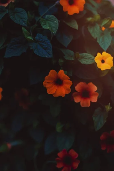ดอกไม นบนพ มไม — ภาพถ่ายสต็อก