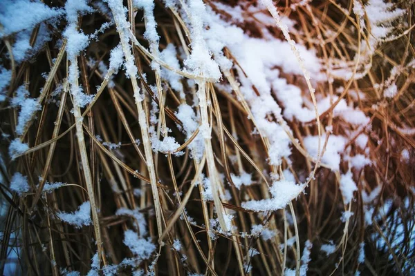 Sníh Suché Trávy — Stock fotografie