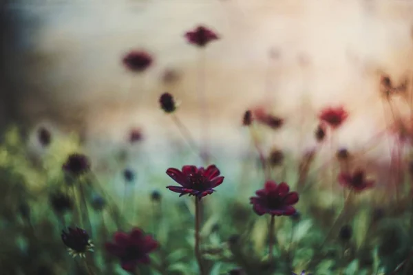 ดอกไม แดงก Bokeh — ภาพถ่ายสต็อก