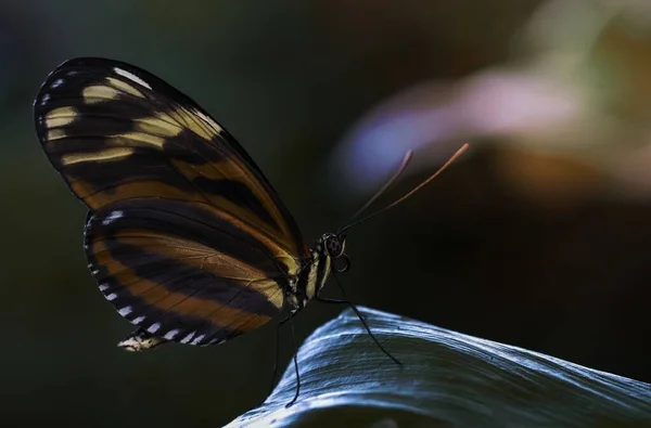 Macro Toma Una Mariposa Sobre Una Hoja Verde —  Fotos de Stock
