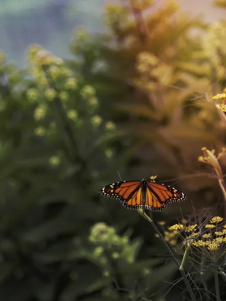 Mariposa Monarca Con Flores Amarillas —  Fotos de Stock