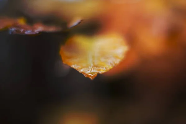 Цветные Осенние Листья — стоковое фото