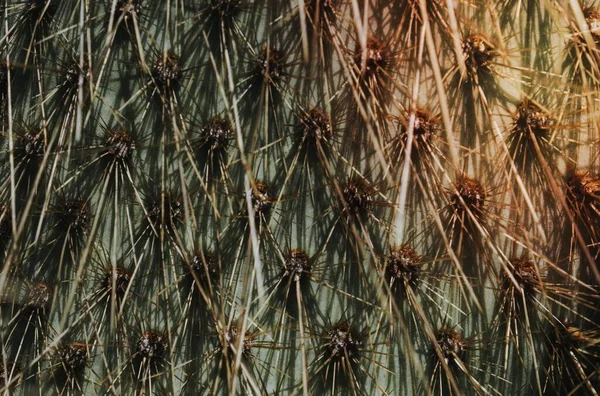 Nahaufnahme Von Kaktusfeigen — Stockfoto