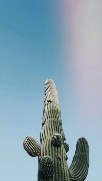Saguaro Cactus Arizona Yhdysvallat — kuvapankkivalokuva