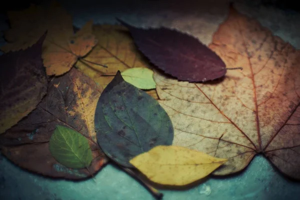 Colorful Dried Autumn Foliage — Stock Photo, Image