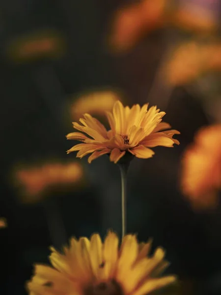 Closeup ของ Daisy เหล — ภาพถ่ายสต็อก