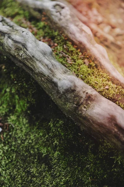 Moss Growing Log — Stock Photo, Image