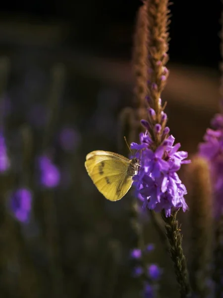 Žlutý Motýl Purpurové Květině — Stock fotografie