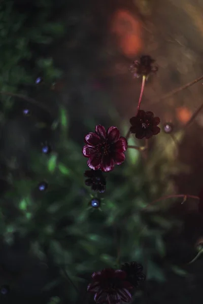 Closeup ของดอกไม แดงท สวยงาม — ภาพถ่ายสต็อก