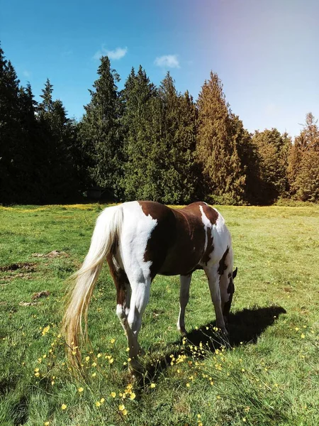 Måla Hästbete Ett Fält — Stockfoto