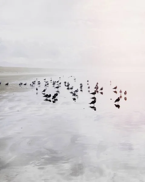 Gabbiani Una Spiaggia — Foto Stock