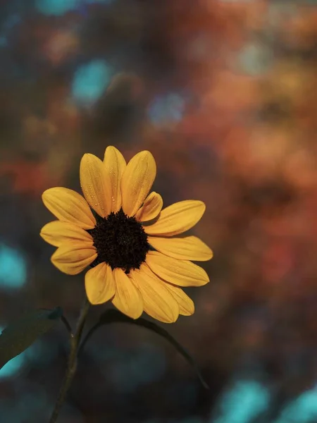 ดอกเดซ เหล ดอกไม — ภาพถ่ายสต็อก