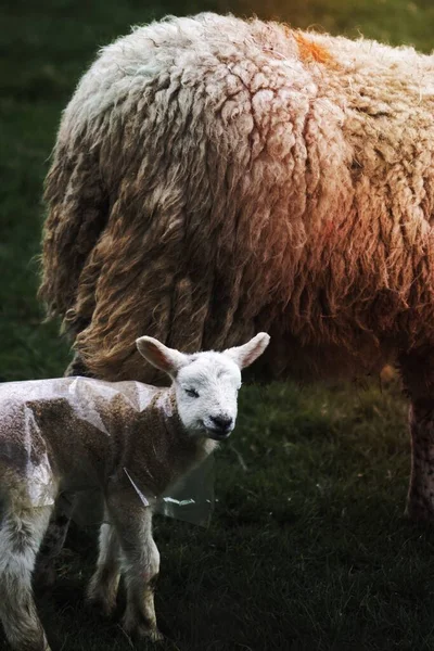 Schafe Und Lämmer Lake District Schottland — Stockfoto